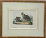 John James Audubon, American Beaver No. 10, Plate XLVI