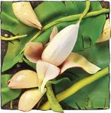 Piero Gilardi, Fiore di banano