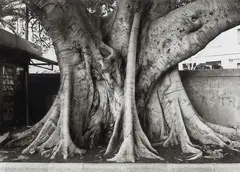 George Tatge, Ficus Magnolioides in Cagliari, 1999, true Giclée inkjet a pigmenti naturali on paper fotografica baritata da scansione negativo