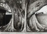 Ficus Magnolioides in Cagliari by George Tatge, 1999, true Giclée inkjet a pigmenti naturali on paper fotografica baritata da scansione negativo, offered May 2017