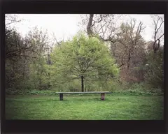 Gabriel Orozco, Tree Bench, 1996, Cibachrome