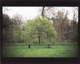 Gabriel Orozco, Tree Bench