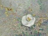 Gino Romiti, Calla