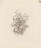 Giorgio Morandi, Fiori di campo, 1930, etching on zinco