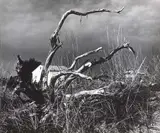 Mario Giacomelli, La casa e l'albero