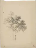 Pietro Fragiacomo, Albero