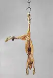 Michelangelo Pistoletto, Coniglio