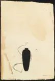 Piero Pizzi Cannella, Girotondo, 2007, mixed media on paper