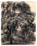Fillide Levasti, Cedro del Libano (L'alberone), 1940, charcoal on paper