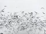 Mario Giacomelli, Rondini