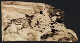 Enrico Baj, Senza titolo, 1957, mixed media on paper