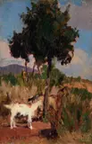 Giovanni March, Caprette