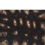Anton Zoran Mušič, Boccavizza 1909 - Venezia 2005 / Terre dalmate, 1959