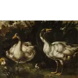 Bartolomeo Arbotori, Natura viva con oche e porcellini d'India, oil on canvas
