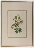 John James Audubon, Autumnal Warbler