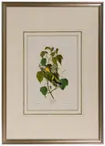 John James Audubon, Hemlock Warbler