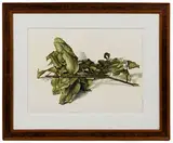 Bay Leaves from Laurel Tree by José D'Apice, Pencil on Paper, offered Apr 2021