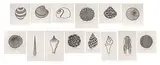 Jacques Hnizdovsky, 14 Shells, Woodcut Suite