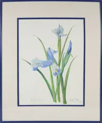 Mary Gray, Dutch Iris, Watercolor On Paper