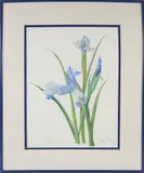 Dutch Iris by Mary Gray, Watercolor On Paper, offered Feb 2026