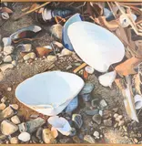 Carol Sims, Sea Shells, Acrylic On Canvas