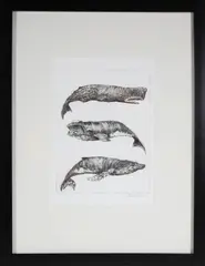 David Lazarus, Three Whale Species, Etching