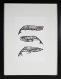 David Lazarus, Three Whale Species, Etching