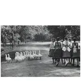 Elliott Erwitt, Hungary (Geese)
