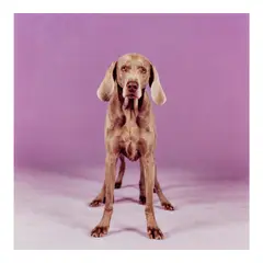 William Wegman, 'Batty Back Up', 2000, Silver dye bleach print; signed