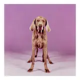 William Wegman, 'Batty Back Up'
