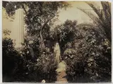 Wilhelm von Gloeden, Taormina Giovane Arabo nel giardino di Casa Gloeden, 1910 circa
