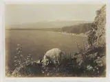 Giovanni Crupi, Taormina Etna e costa, 1890 circa, 1859, vintage salt print gold toned