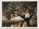 Gaetano D'Agata, Taormina Mandorli in fiore, 1920 circa