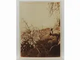 Gaetano D'Agata, Taormina Mandorli in fiore, 1920 circa