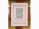 Petrus Andrea Mattioli, Herbarium, 1501, four engravings