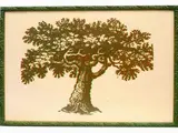 Mario Schifano, Albero della vita