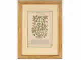 Petrus Andrea Mattioli, Herbarium, 1501, four engravings