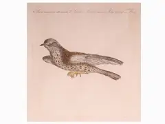 Ornithology Plates by Saverio Manetti, 1723, six etchings, offered Nov 2018