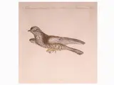 Saverio Manetti, Ornithology Plates, 1723, six etchings