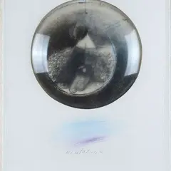 Mutation by Gabriella Benedini, 1984, Title, offered Jul 2022