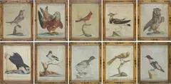Ten ornithological tables by Xaverio Manetti, Within painted wooden frames., offered Jun 2022