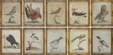 Xaverio Manetti, Ten ornithological tables, Within painted wooden frames.