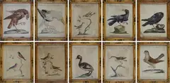 Ten ornithological tables by Xaverio Manetti, Within painted wooden frames., offered Jun 2022