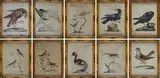 Xaverio Manetti, Ten ornithological tables, Within painted wooden frames.