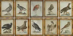 Ten ornithological tables by Xaverio Manetti, Within painted wooden frames., offered Jun 2022