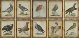 Xaverio Manetti, Ten ornithological tables, Within painted wooden frames.