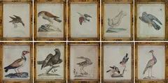 Ten ornithological tables by Xaverio Manetti, Within painted wooden frames., offered Jun 2022