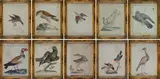 Xaverio Manetti, Ten ornithological tables, Within painted wooden frames.