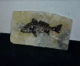 Giulio Scopaticci, Fossil, On the reverse: Galleria d'Arte Palmieri label