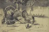 Turkeys in the farmyard by Giovanni Lomi, Sign at the bottom to the left., offered May 2021
